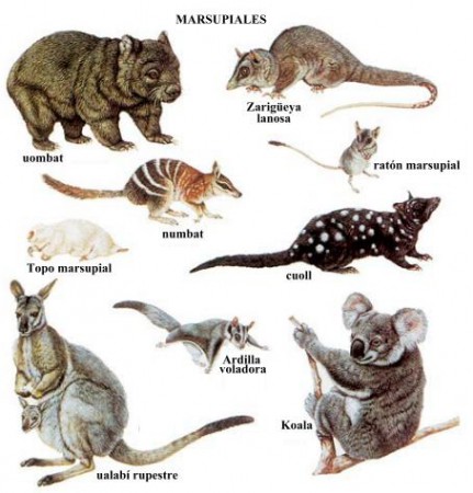 Monotremas y marsupiales